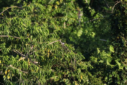 White-rumped Triller (Lalage leucopygialis), photo 7