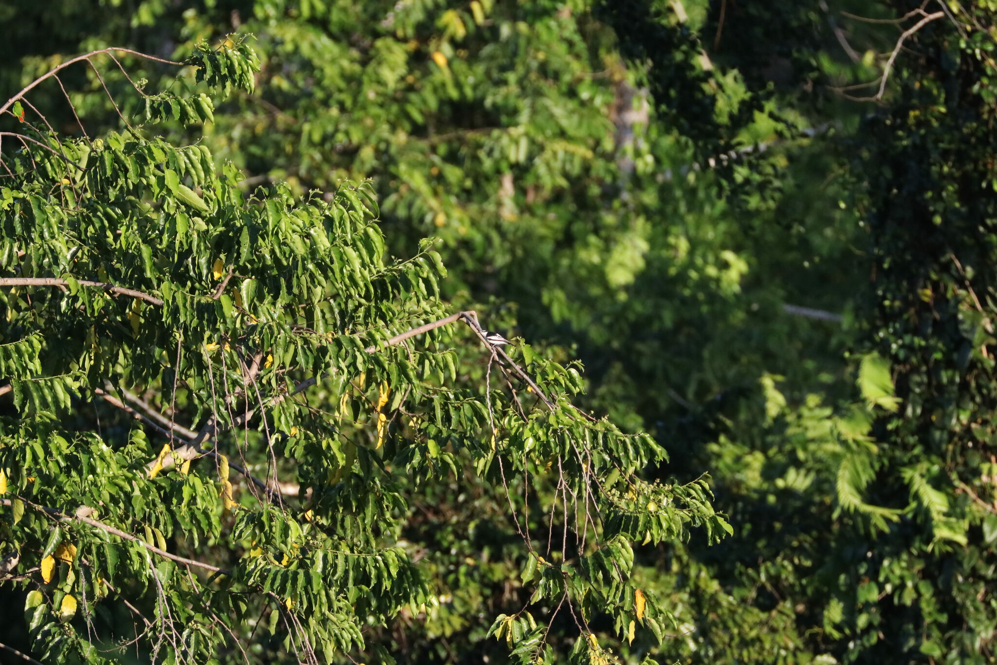 White-rumped Triller (Lalage leucopygialis), photo 5
