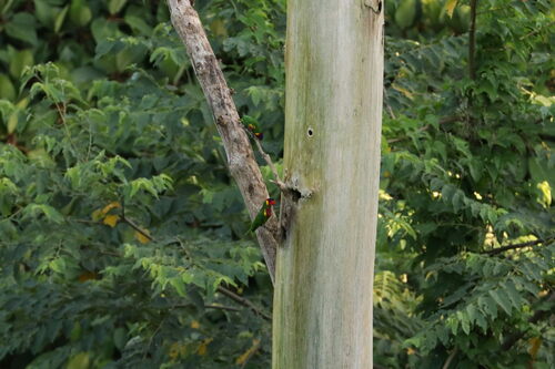 Ornate Lorikeet (Trichoglossus ornatus), photo 2