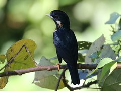 Sulawesi Myna photo 1