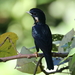 Sulawesi Myna - Photo (c) Seth Wollney, some rights reserved (CC BY), uploaded by Seth Wollney