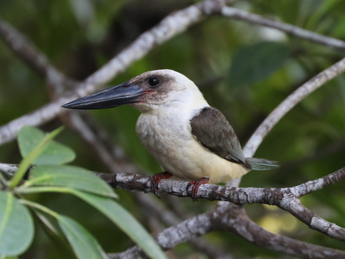 Great-billed Kingfisher (Pelargopsis melanorhyncha), photo 6