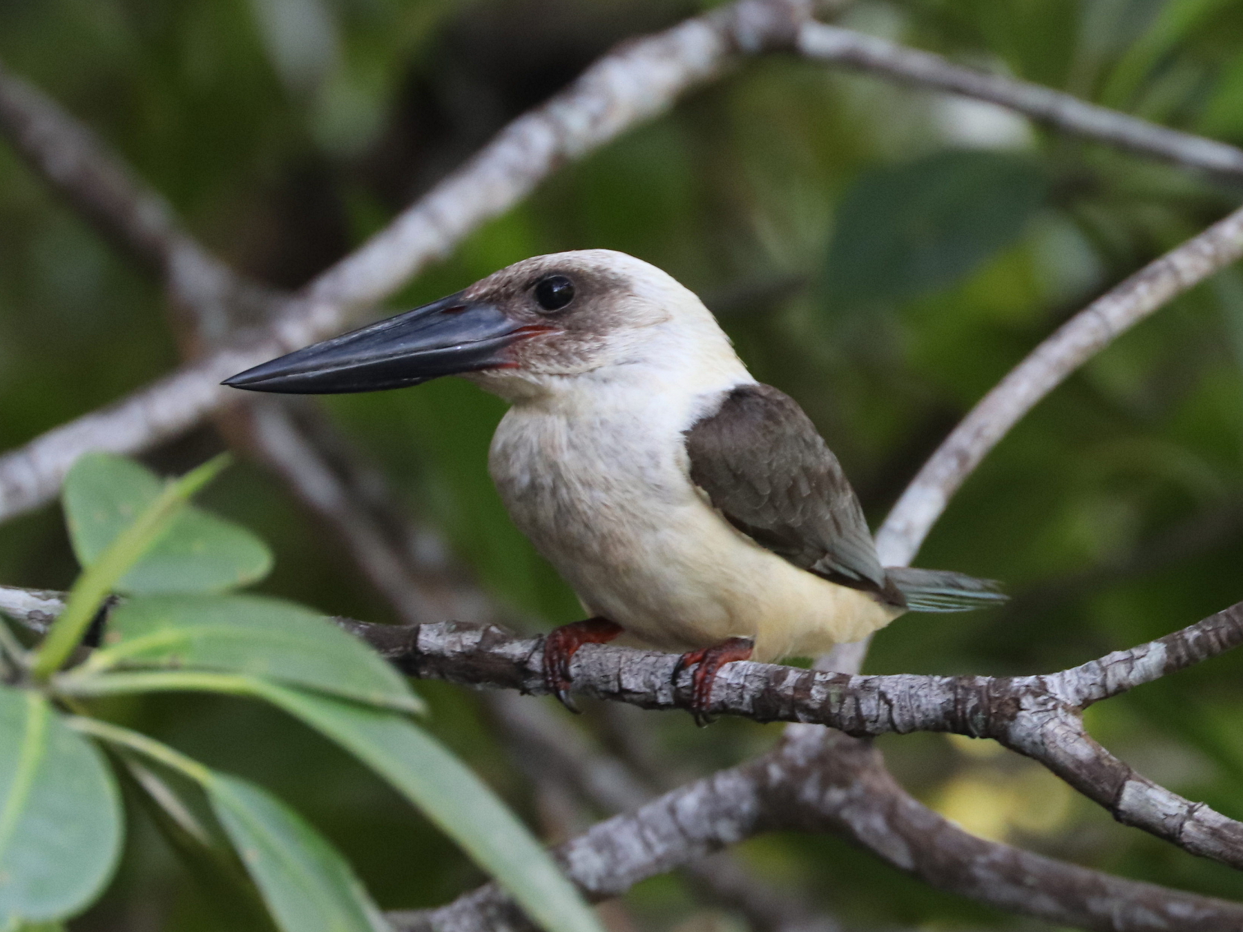 Great-billed Kingfisher (Pelargopsis melanorhyncha), photo 6