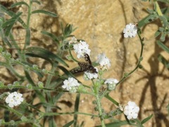 Conophorus fenestratus