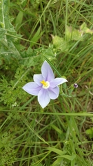 Nemastylis geminiflora