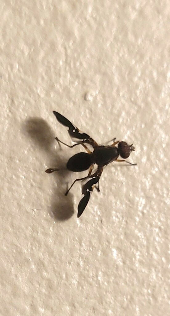 Common Picture-winged Fly from Savage, MD, USA on May 4, 2023 at 09:06 ...