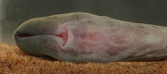 Australian Brook Lamprey photo 5