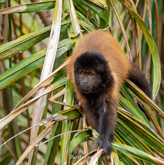 Crested Capuchin photo 2