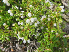 Erica capensis