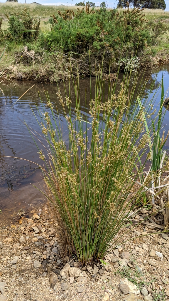 rushes from Bywong NSW 2621, Australia on December 8, 2023 at 11:52 AM ...