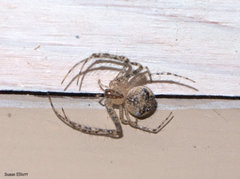 Mimetidae