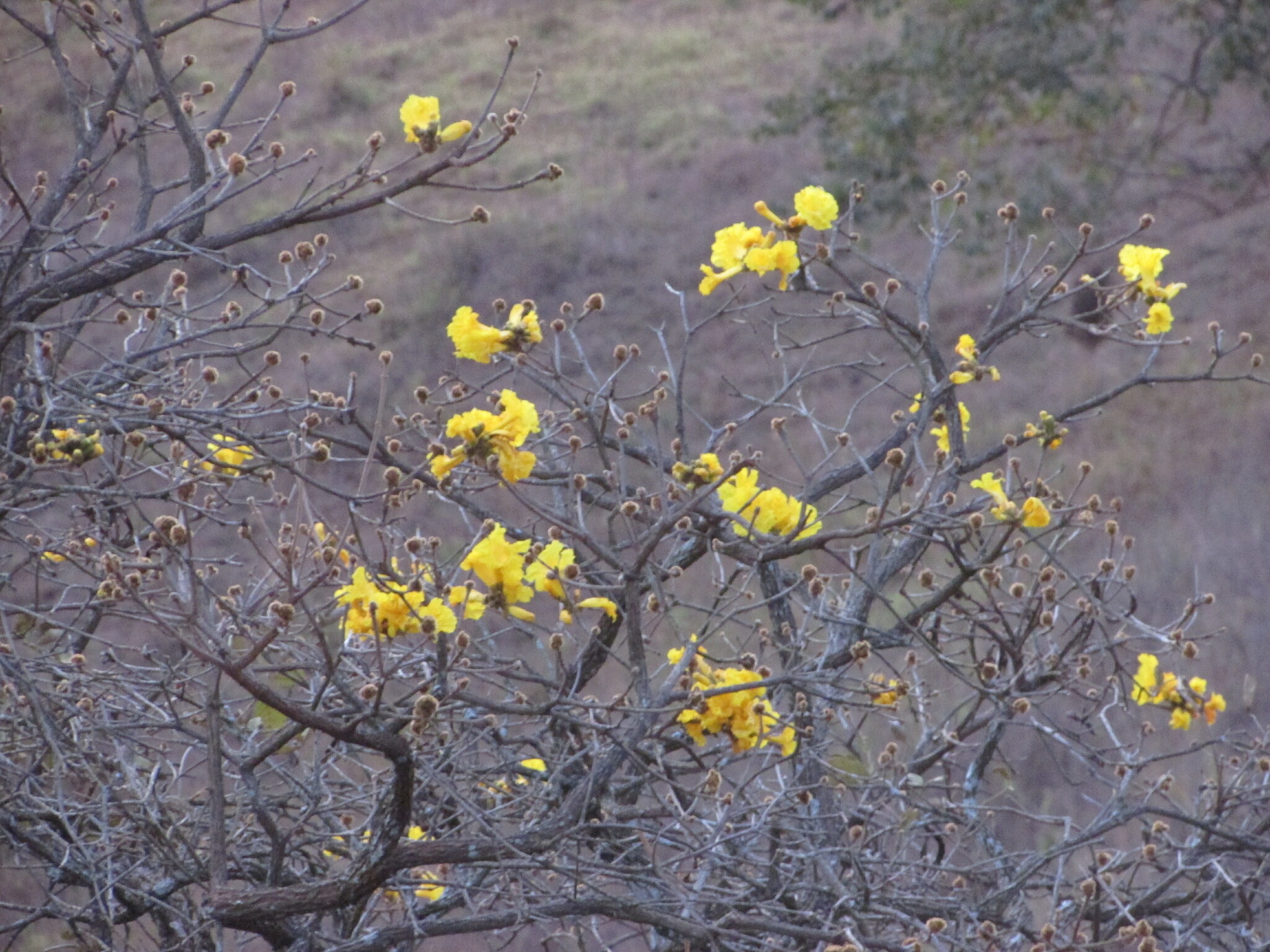 Handroanthus ochraceus