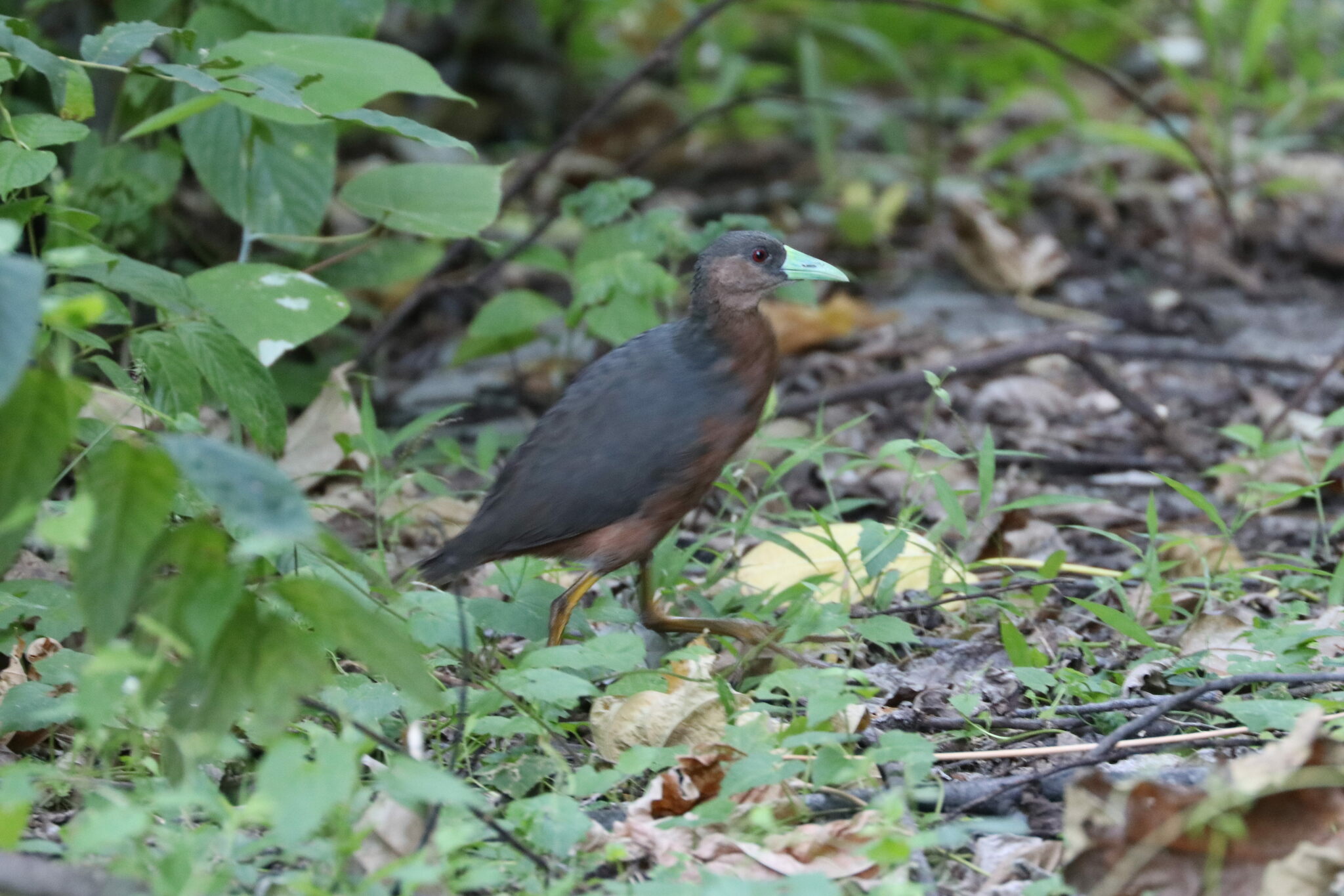 Isabelline Bush-hen (Amaurornis isabellina), photo 10