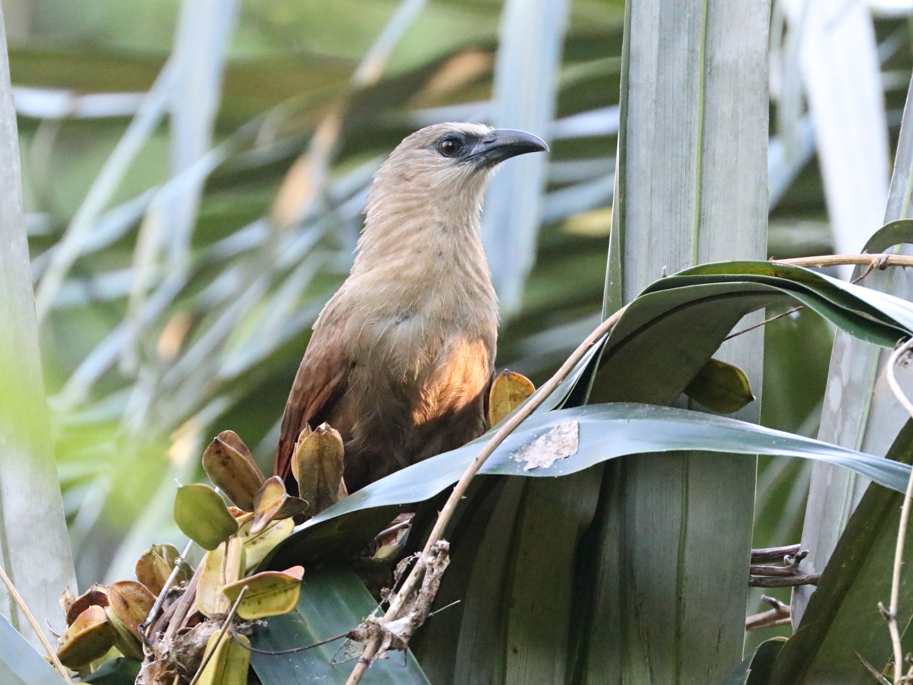 Bay Coucal (Centropus celebensis), photo 9