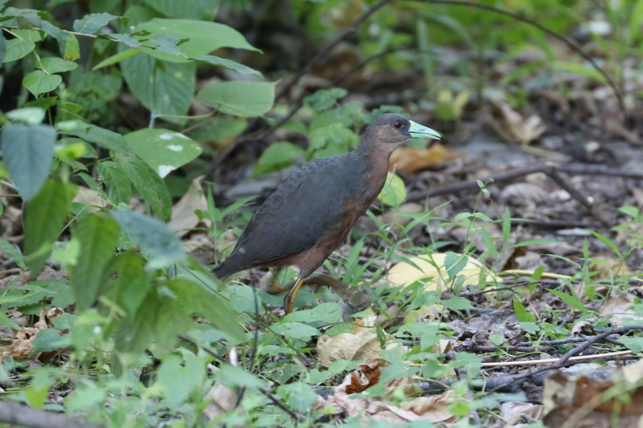 Isabelline Bush-hen (Amaurornis isabellina), photo 9