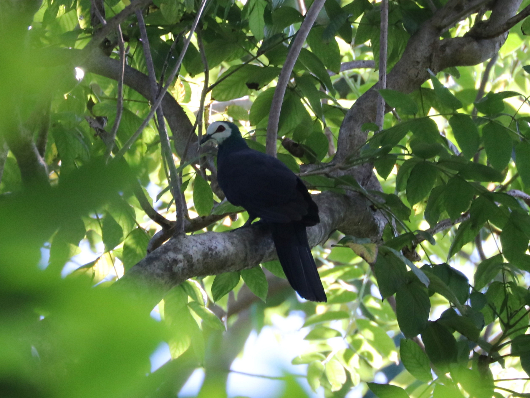 White-faced Cuckoo-Dove (Turacoena manadensis), photo 7