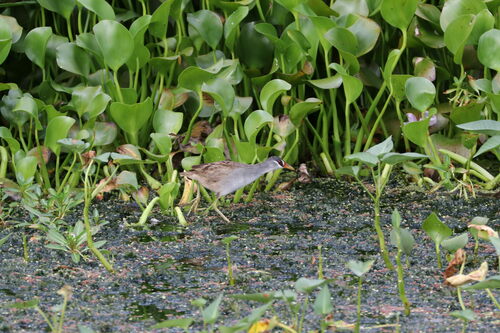 White-browed Crake (Poliolimnas cinereus), photo 4