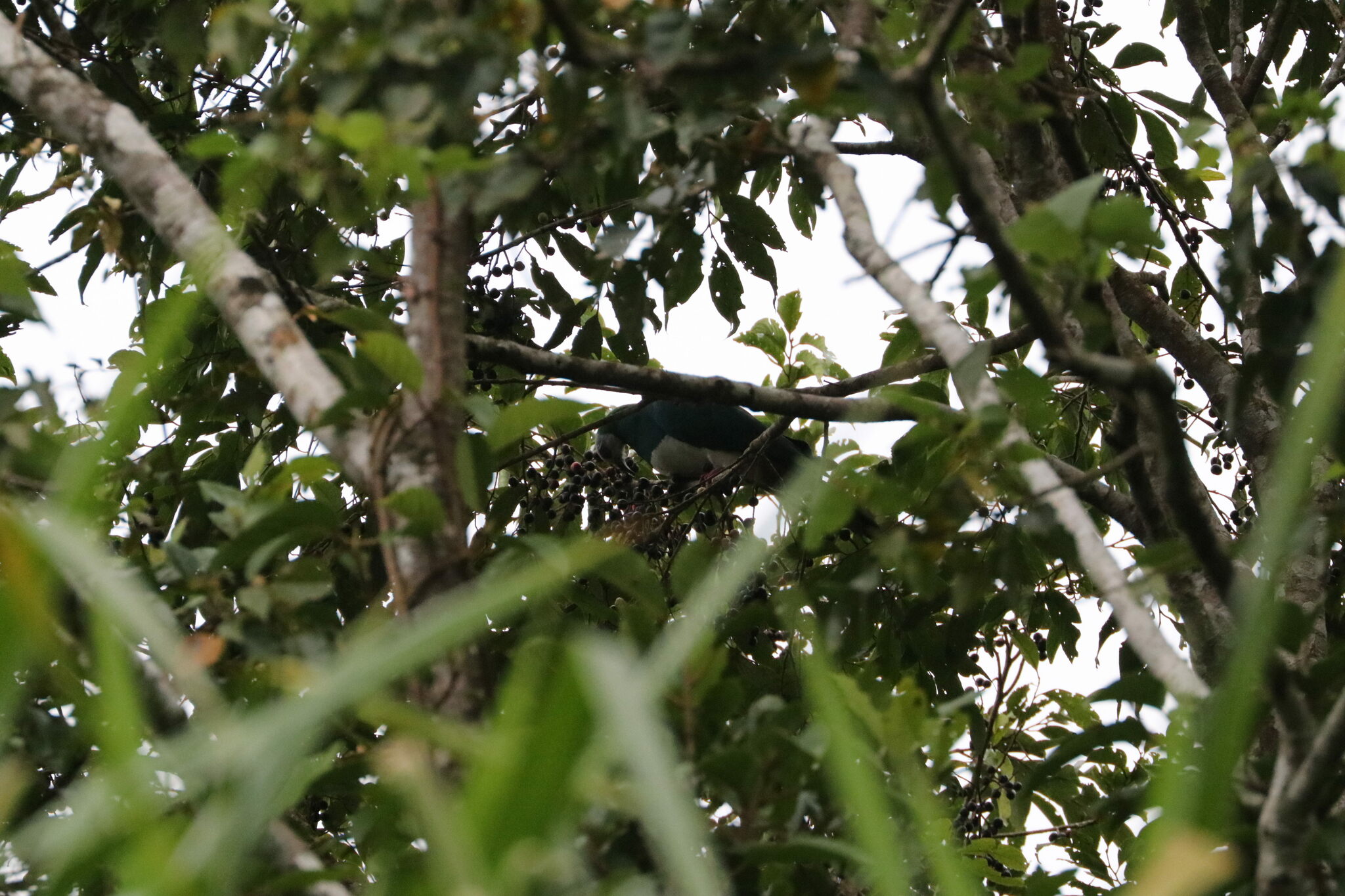 White-bellied Imperial Pigeon (Ducula forsteni), photo 4