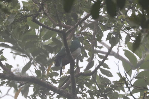 White-bellied Imperial Pigeon (Ducula forsteni), photo 5