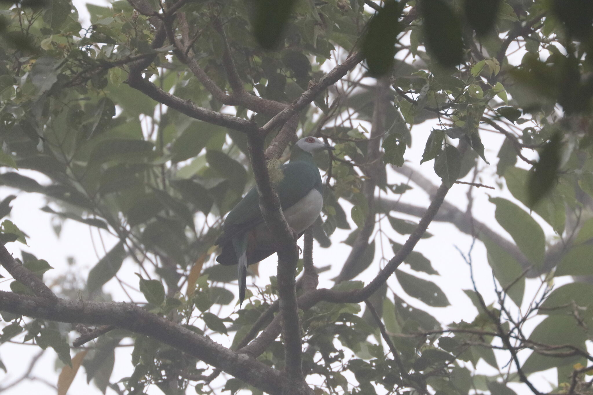 White-bellied Imperial Pigeon (Ducula forsteni), photo 3