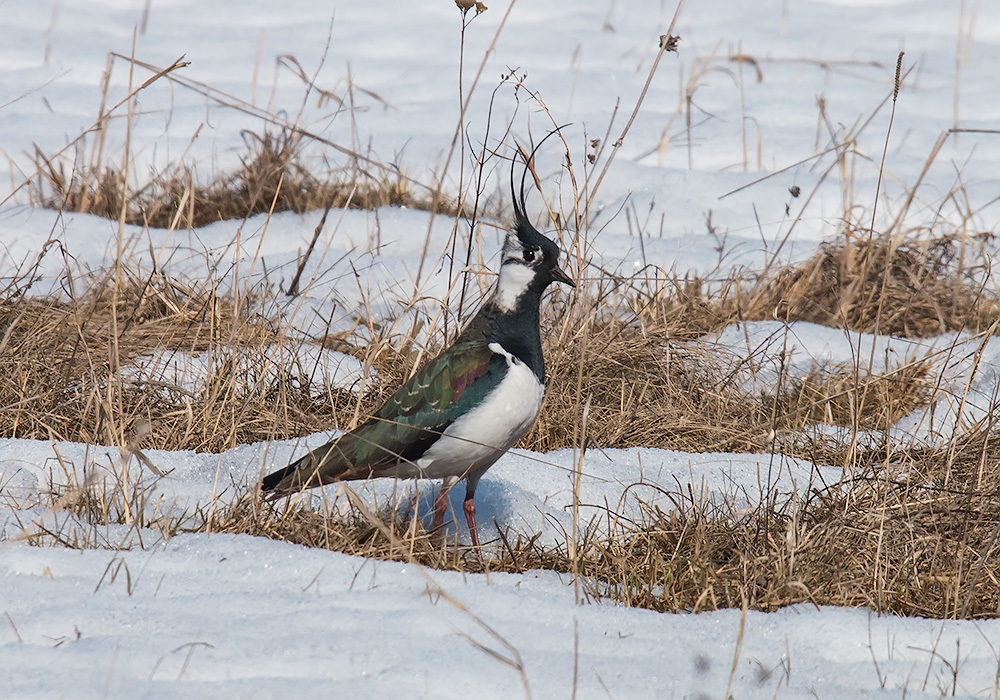 iNaturalist.org. А. Яковлев, Красноармейский р-н Чувашия, апрель 2019