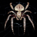 Araneoid Spiders - Photo (c) Bridgette Gower, some rights reserved (CC BY-NC), uploaded by Bridgette Gower