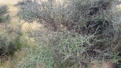 Olearia bullata