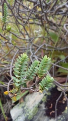 Pimelea traversii
