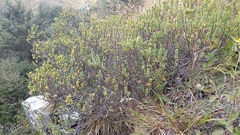 Pimelea traversii