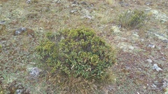 Pimelea traversii