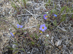 Phacelia fremontii