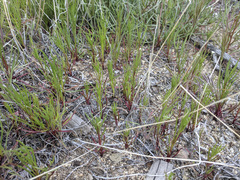 Chaenactis fremontii