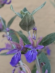 Ajugoideae