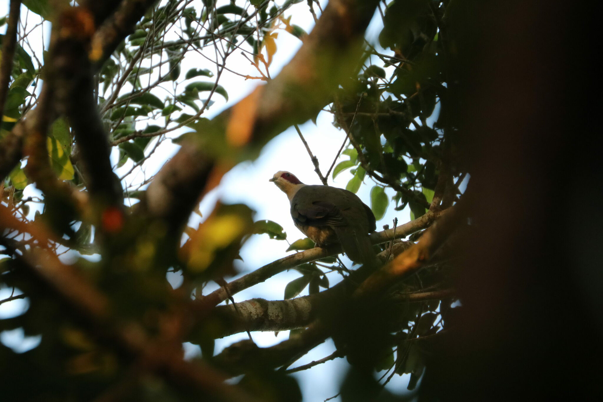 Red-eared Fruit-Dove illustration