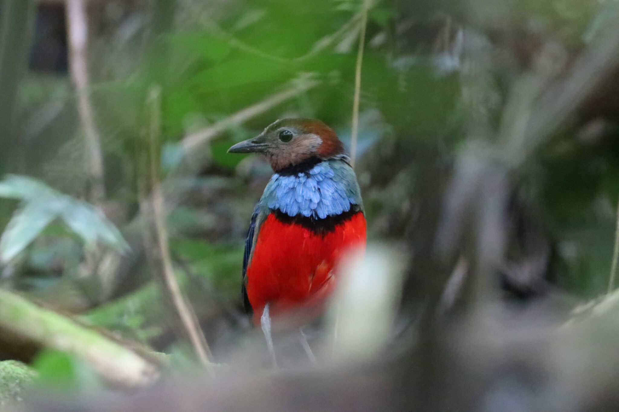 Sulawesi Pitta illustration