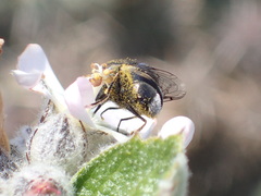 Malacothamnus clementinus