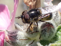 Copestylum marginatum