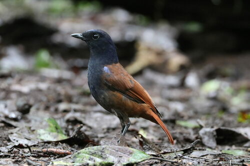 Brown-winged Whistling Thrush (Myophonus castaneus), photo 5