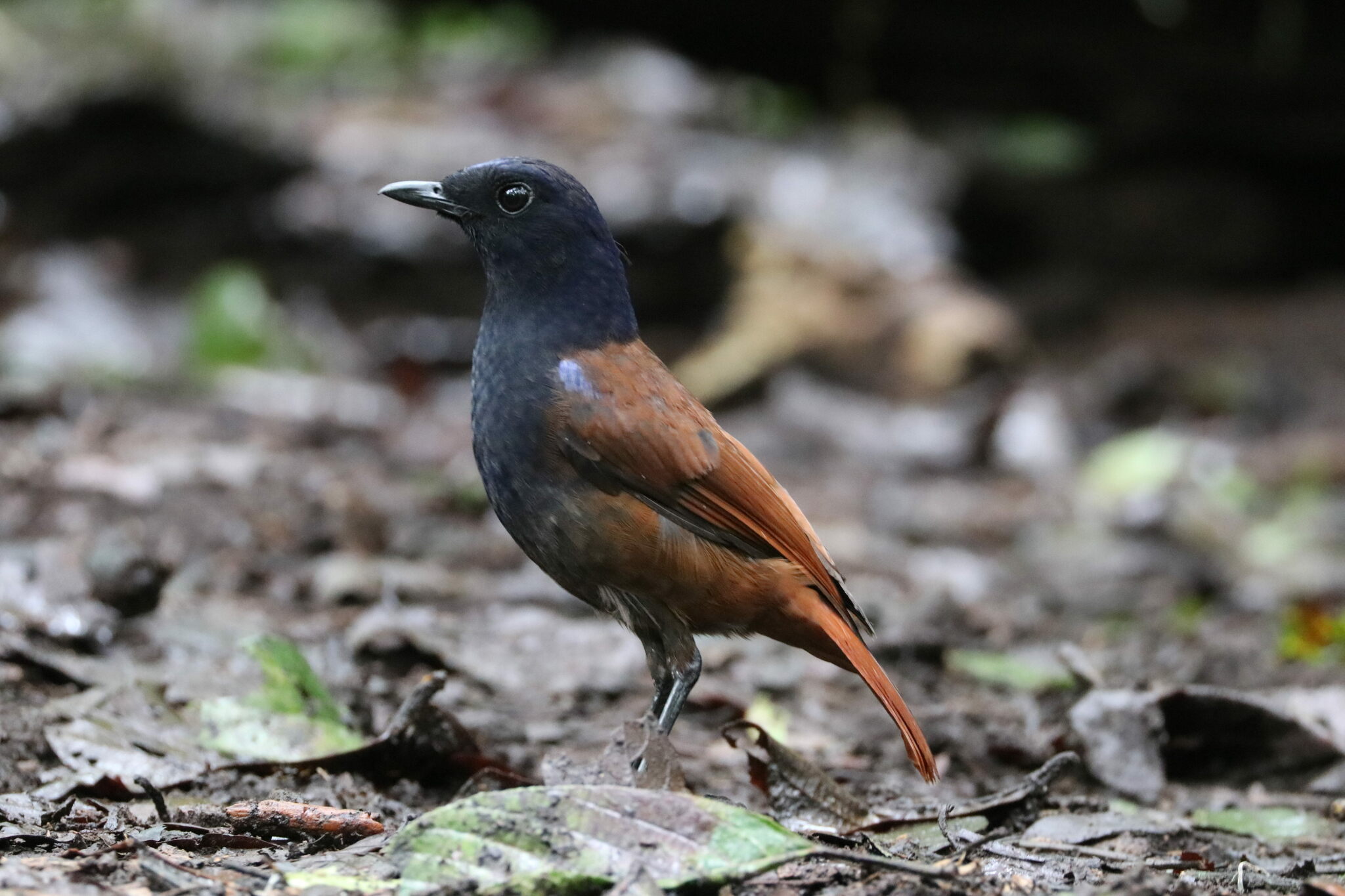 Brown-winged Whistling Thrush (Myophonus castaneus), photo 4