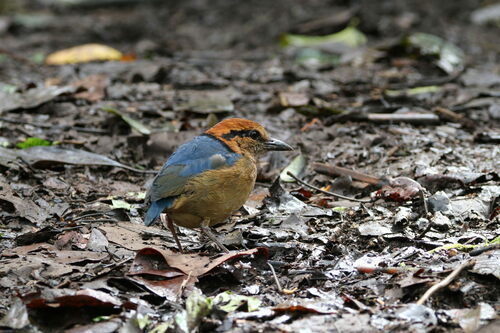 Schneider's Pitta (Hydrornis schneideri), photo 2