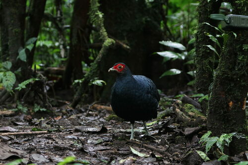 Salvadori's Pheasant (Lophura inornata), photo 6