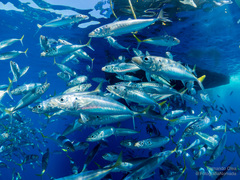Decapterus muroadsi