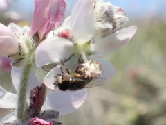 Malacothamnus clementinus