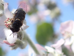 Malacothamnus clementinus