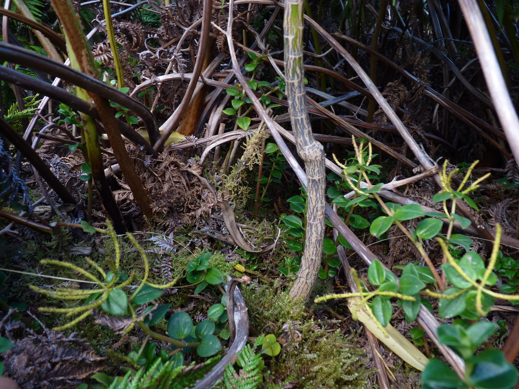 Peperomia fernandeziana (Peperomia fernandeziana)