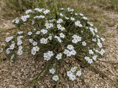 Eremocarya micrantha
