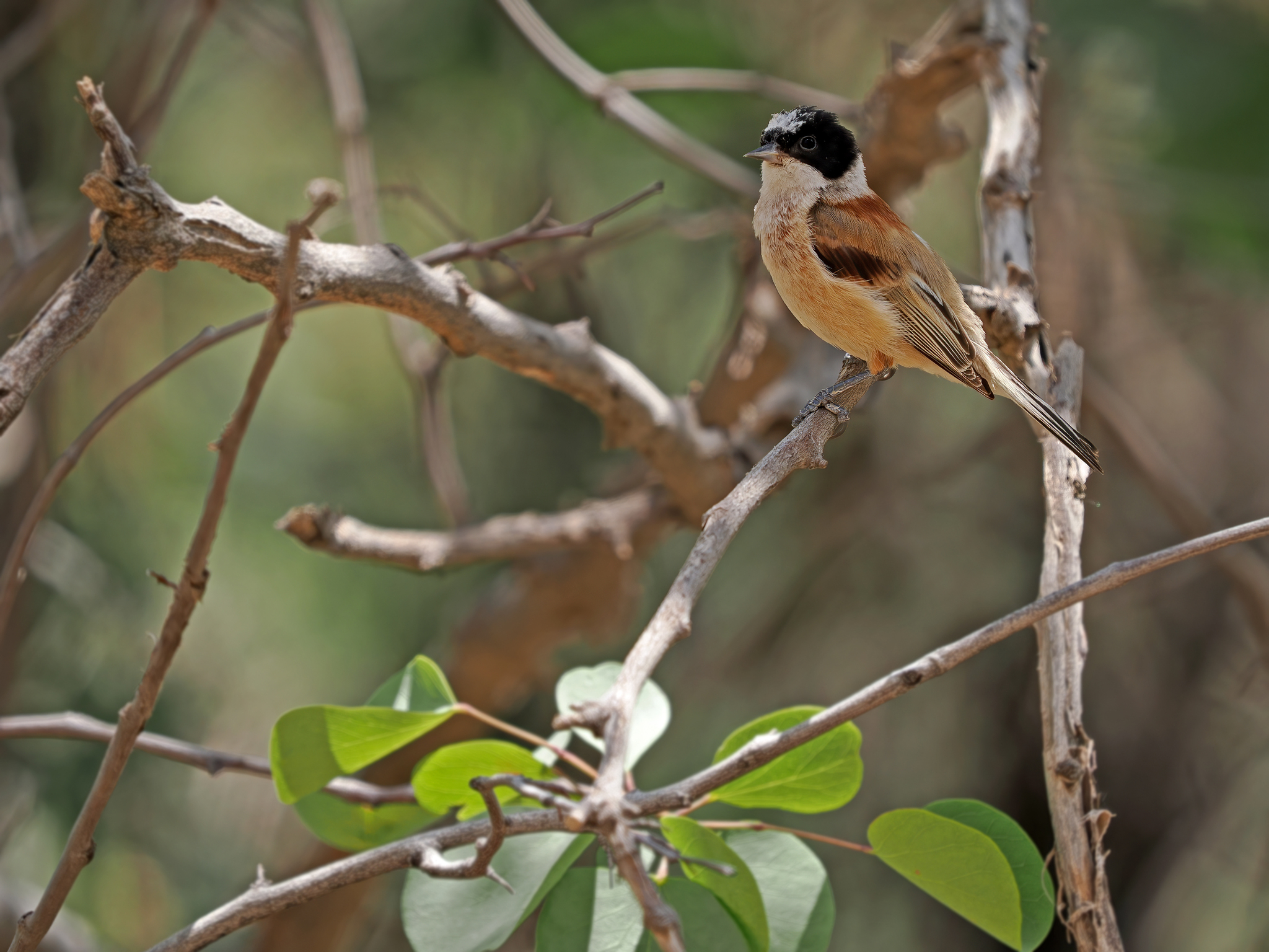 White-crowned Penduline Tit