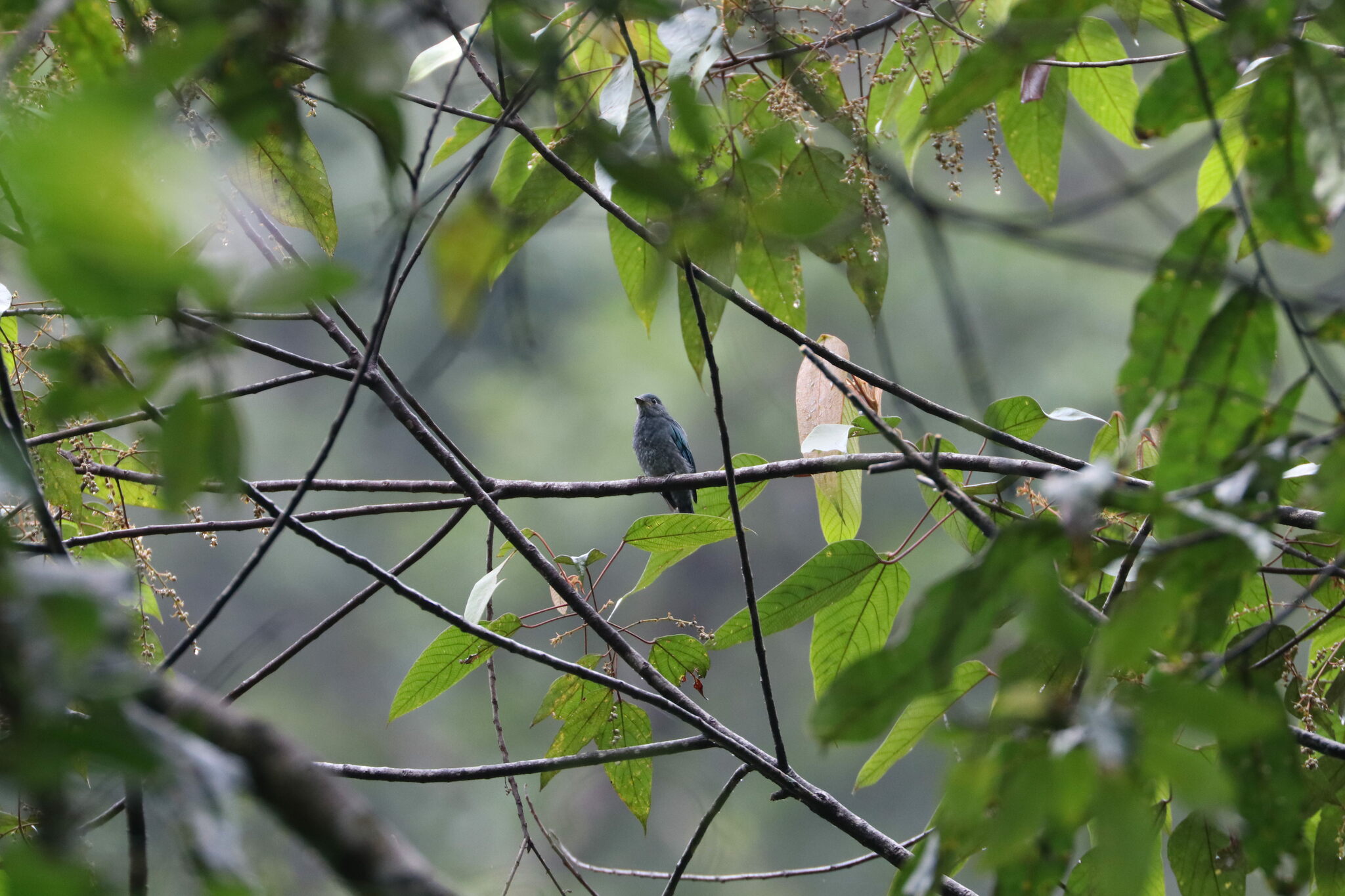 Pale Blue Flycatcher