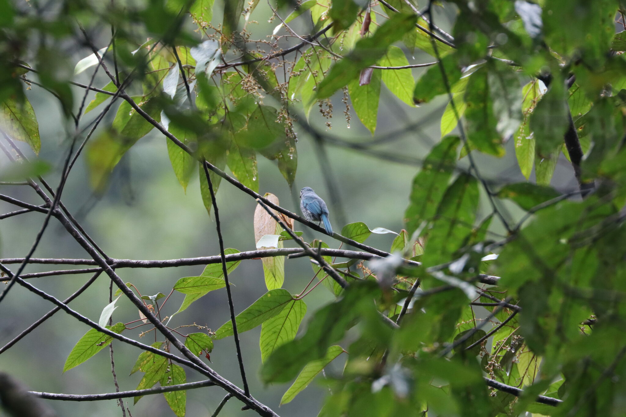 Pale Blue Flycatcher