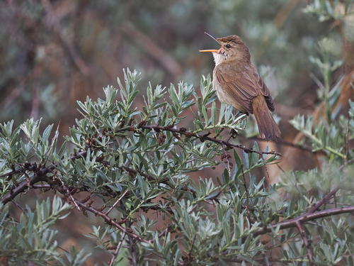 Large-billed Reed Warbler (Acrocephalus orinus), photo 10